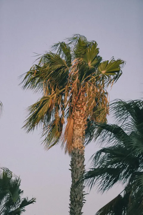 Palm Sky Phone Wallpaper · vertical · 1440×2160