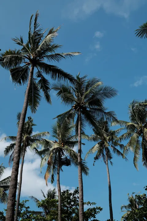 Palm Sky Phone Wallpaper · vertical · 1440×2160