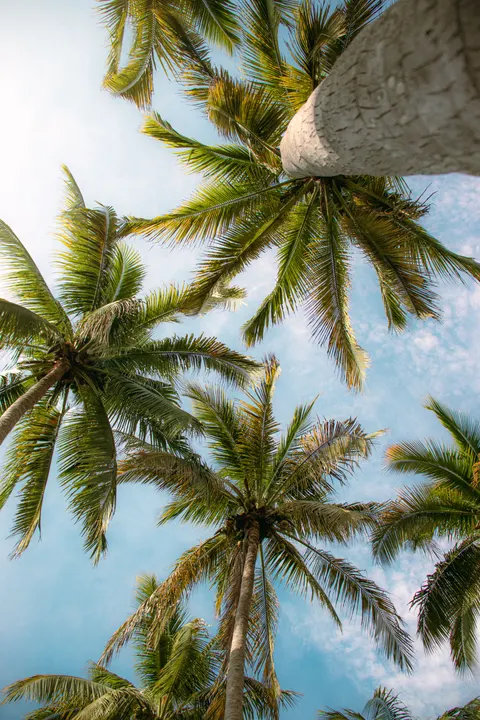 Palm Sky Phone Wallpaper · vertical · 1440×2160
