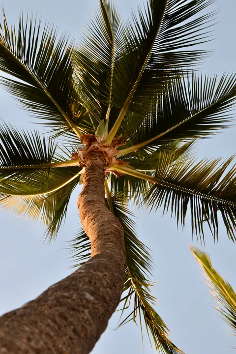 Palm Sky Phone Wallpaper · vertical · 1440×2160