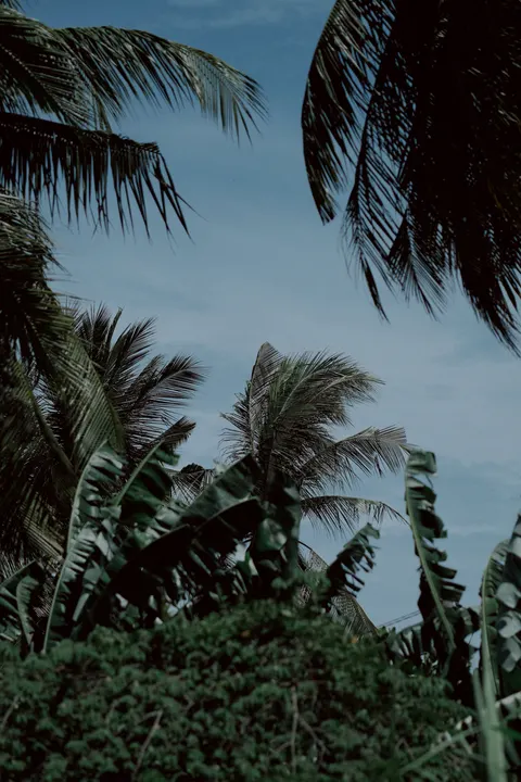 Palm Sky Phone Wallpaper · vertical · 1440×2160