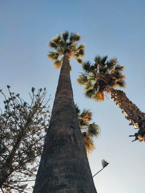 Palm Sky Phone Wallpaper · vertical · 1440×1920
