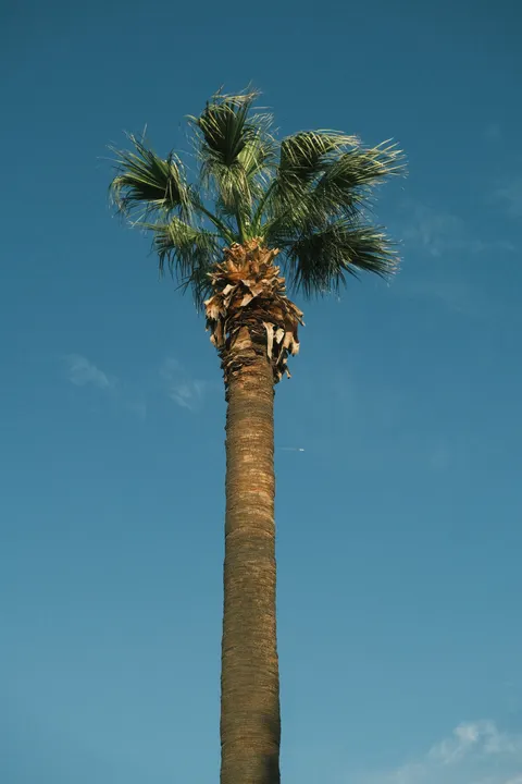 Palm Sky Phone Wallpaper · vertical · 1440×2160