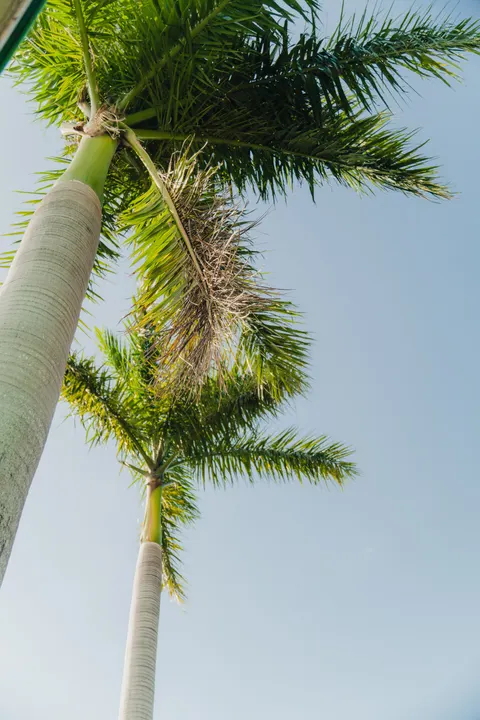 Palm Sky Phone Wallpaper · vertical · 1440×2160