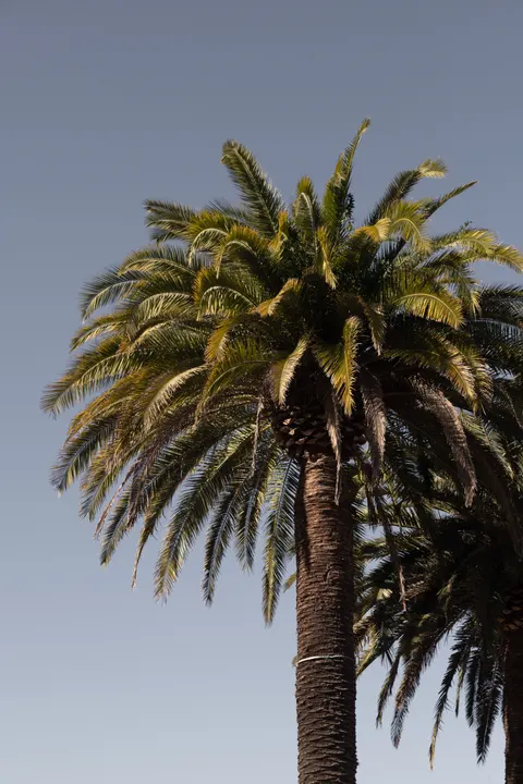 Palm Sky Phone Wallpaper · vertical · 1440×2160