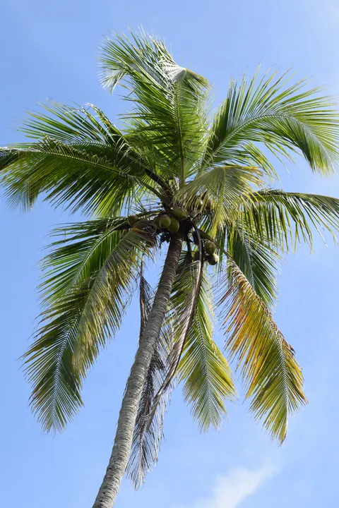 Palm Sky Phone Wallpaper · vertical · 1440×2160