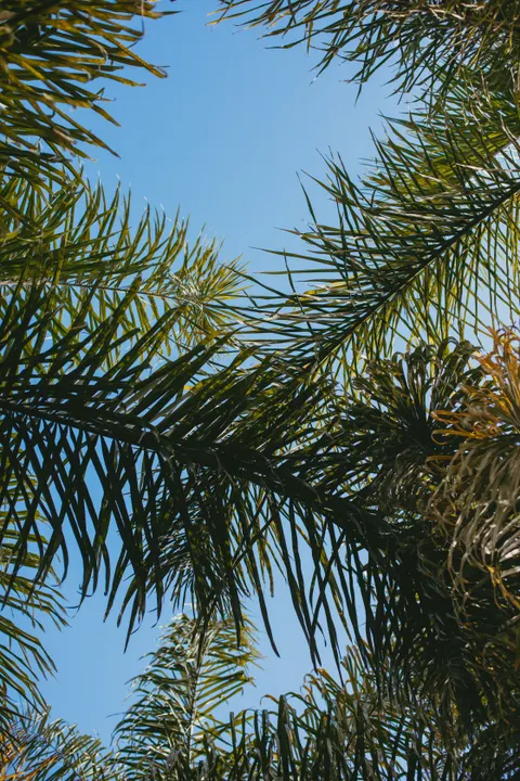Palm Sky Phone Wallpaper · vertical · 1440×2160