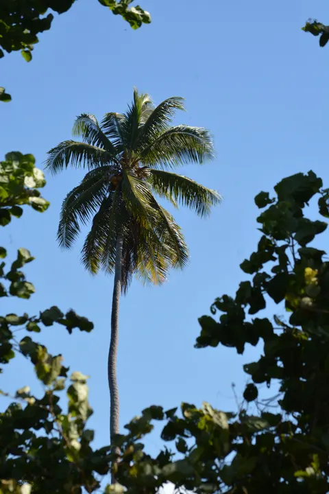 Palm Sky Phone Wallpaper · vertical · 1440×2160
