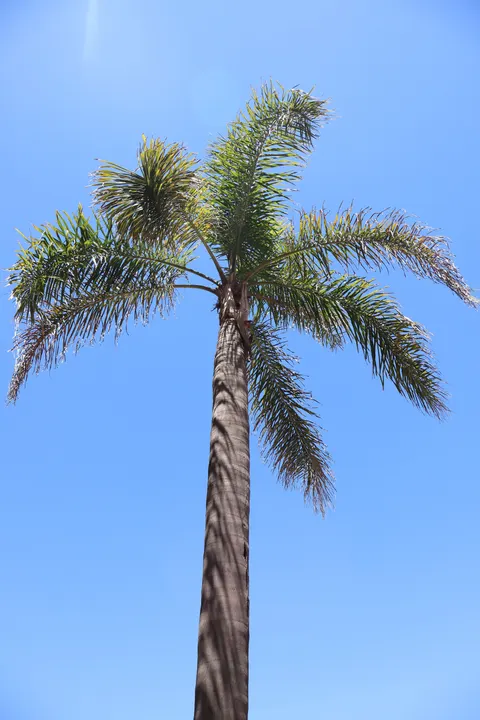 Palm Sky Phone Wallpaper · vertical · 1440×2160