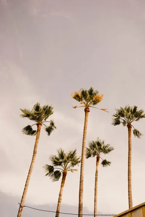 Palm Sky Phone Wallpaper · vertical · 1440×2160