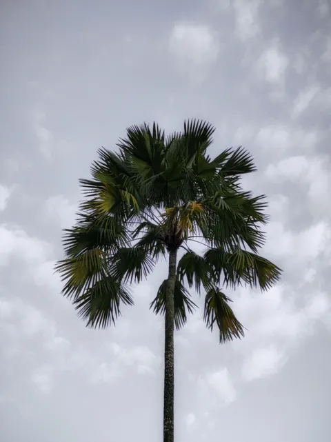 Palm Sky Phone Wallpaper · vertical · 1440×1924