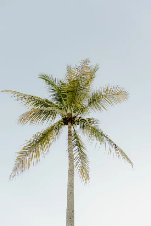 Palm Sky Phone Wallpaper · vertical · 1440×2160