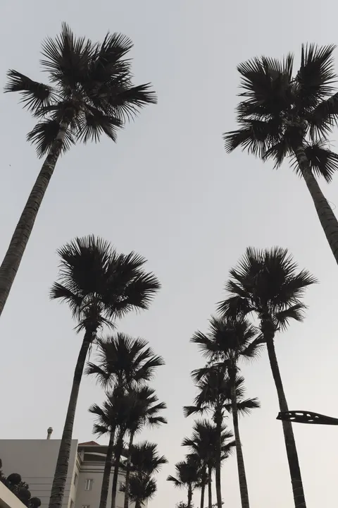 Palm Sky Phone Wallpaper · vertical · 1440×2160