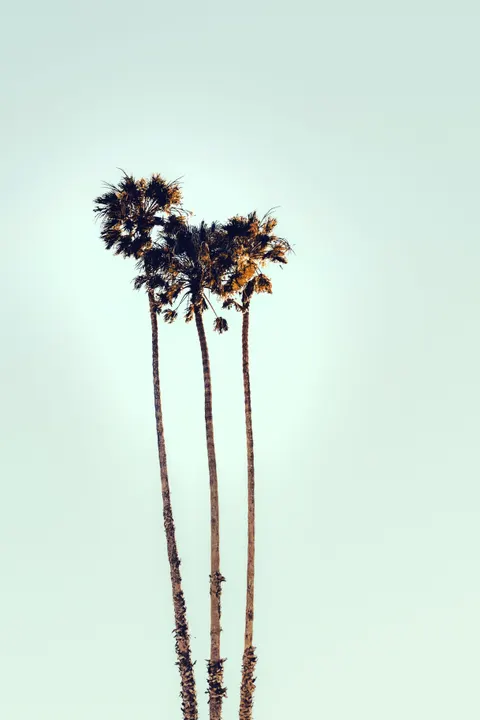 Palm Sky Phone Wallpaper · vertical · 1440×2160