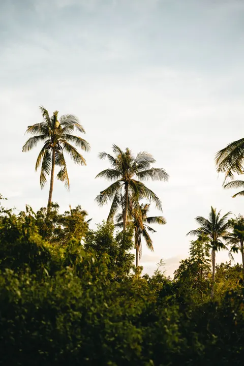 Palm Sky Phone Wallpaper · vertical · 1440×2160