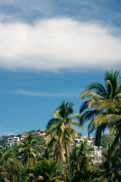 Palm Sky Phone Wallpaper · vertical · 1440×2159