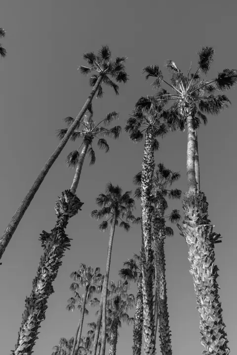 Palm Sky Phone Wallpaper · vertical · 1440×2160
