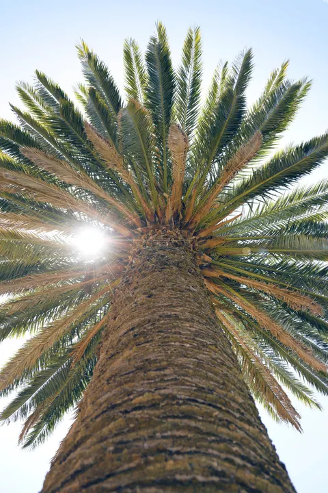 Palm Sky Phone Wallpaper · vertical · 1440×2160
