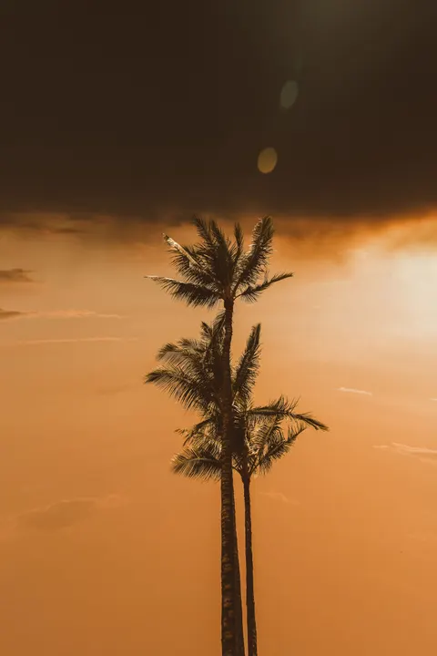 Palm Sky Phone Wallpaper · vertical · 1440×2160