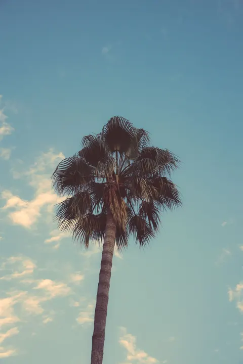 Palm Sky Phone Wallpaper · vertical · 1440×2160
