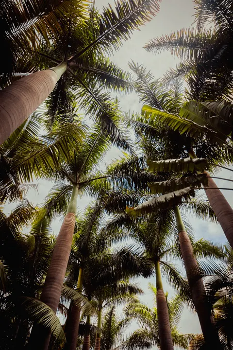 Palm Sky Phone Wallpaper · vertical · 1440×2160