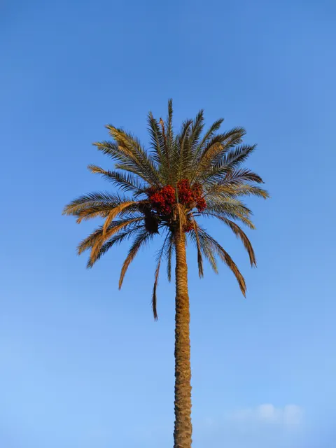 Palm Sky Phone Wallpaper · vertical · 1440×1920
