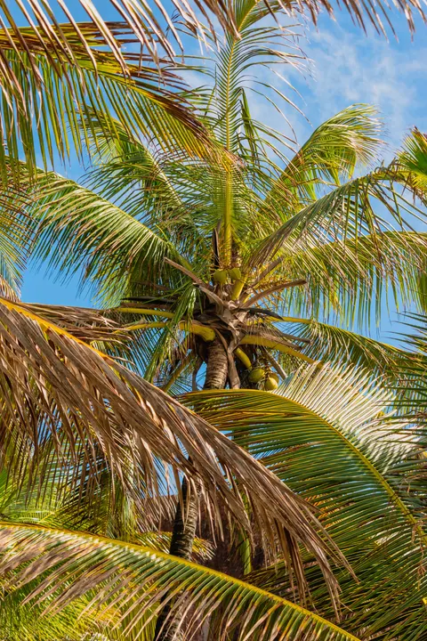 Palm Sky Phone Wallpaper · vertical · 1440×2160