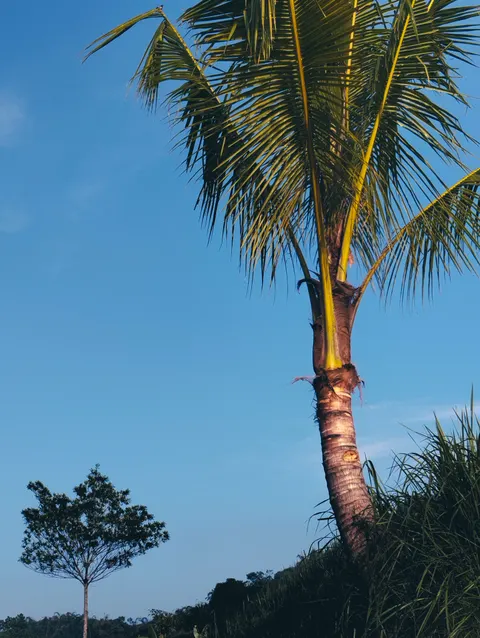 Palm Sky Phone Wallpaper · vertical · 1440×1913