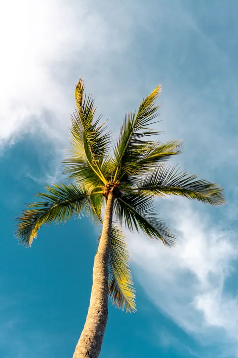 Palm Sky Phone Wallpaper · vertical · 1440×2160