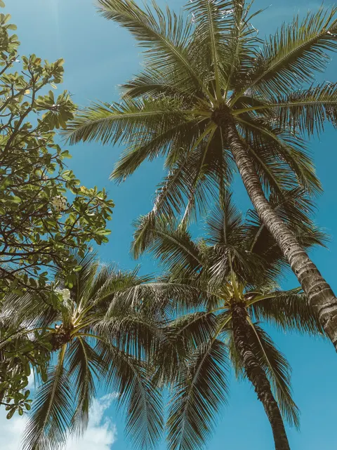 Palm Sky Phone Wallpaper · vertical · 1440×1920