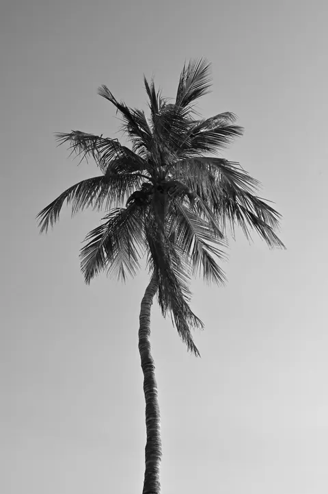 Palm Sky Phone Wallpaper · vertical · 1440×2164