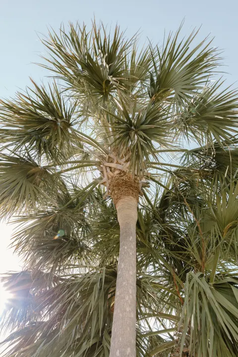 Palm Sky Phone Wallpaper · vertical · 1440×2160