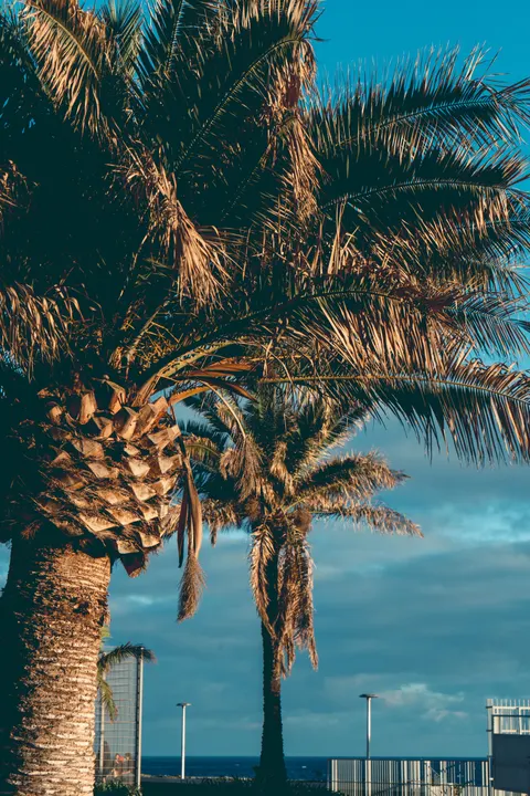 Palm Sky Phone Wallpaper · vertical · 1440×2160