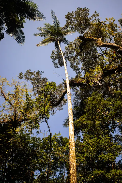 Palm Sky Phone Wallpaper · vertical · 1440×2160