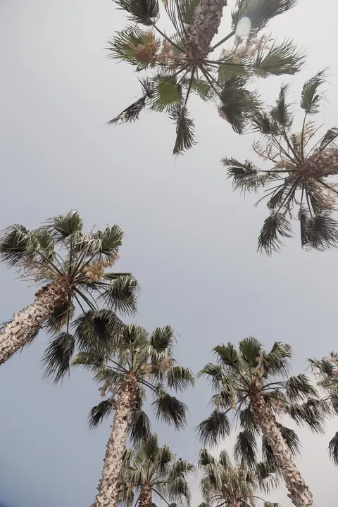 Palm Sky Phone Wallpaper · vertical · 1440×2160
