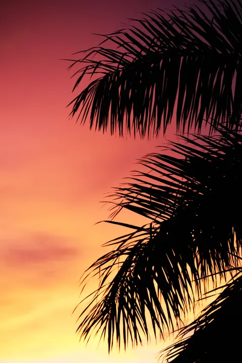 Palm Sky Phone Wallpaper · vertical · 1440×2160