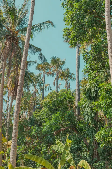 Palm Sky Phone Wallpaper · vertical · 1440×2160