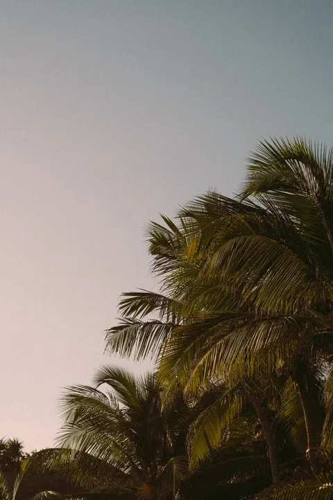 Palm Sky Phone Wallpaper · vertical · 1440×2160