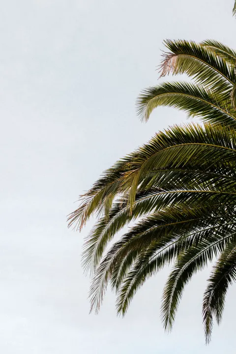 Palm Sky Phone Wallpaper · vertical · 1440×2160