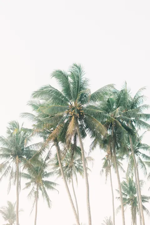Palm Sky Phone Wallpaper · vertical · 1440×2160