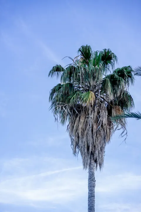 Palm Sky Phone Wallpaper · vertical · 1440×2160