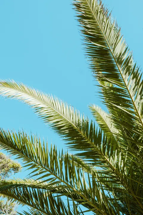 Palm Sky Phone Wallpaper · vertical · 1440×2160