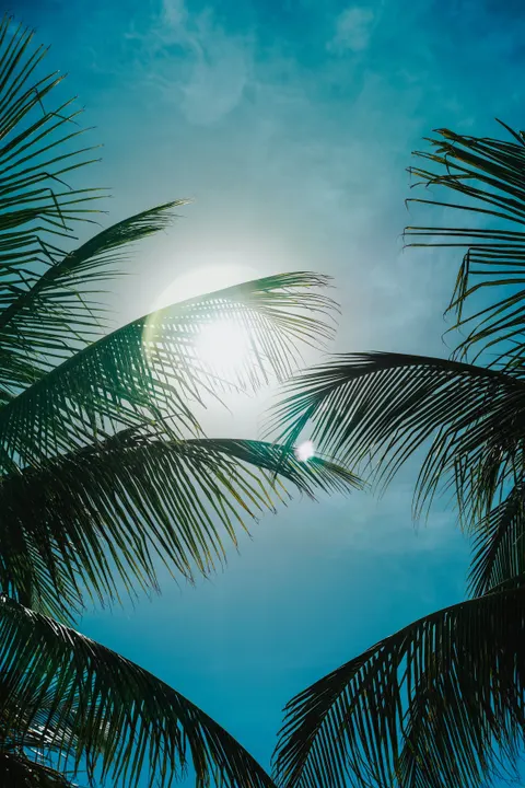 Palm Sky Phone Wallpaper · vertical · 1440×2160