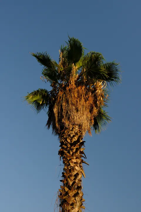 Palm Sky Phone Wallpaper · vertical · 1440×2160