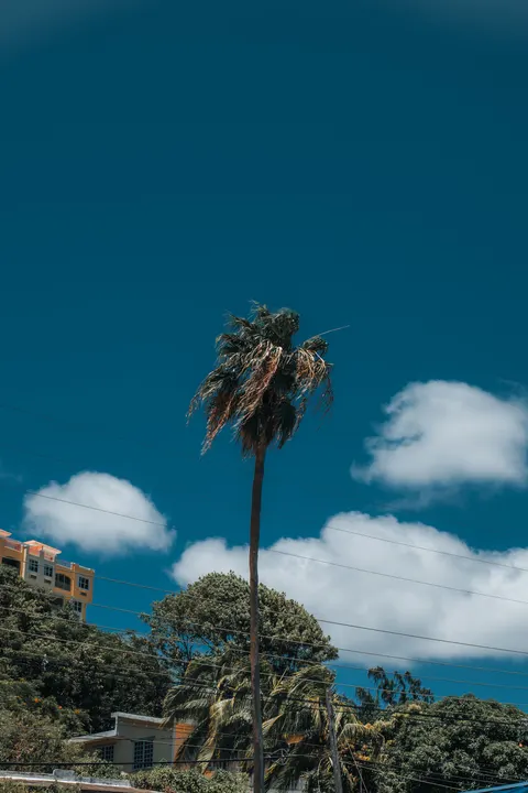 Palm Sky Phone Wallpaper · vertical · 1440×2160