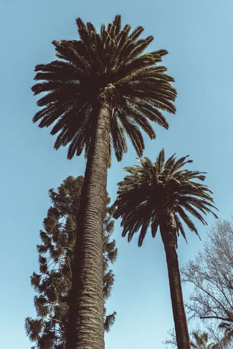 Palm Sky Phone Wallpaper · vertical · 1440×2160
