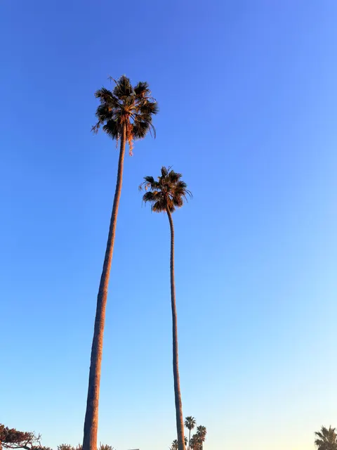 Palm Sky Phone Wallpaper · vertical · 1440×1920