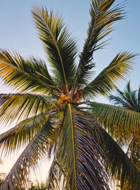 Palm Sky Phone Wallpaper · vertical · 1440×1943
