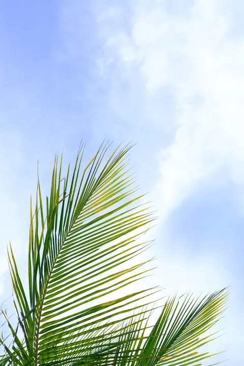 Palm Sky Phone Wallpaper · vertical · 1440×2160