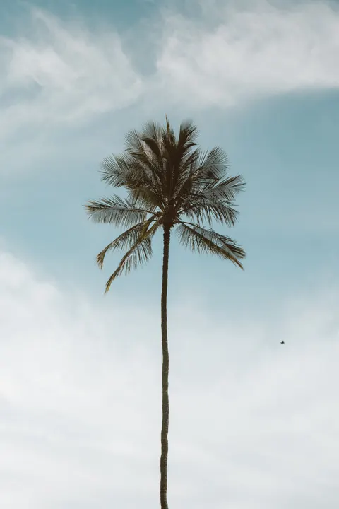 Palm Sky Phone Wallpaper · vertical · 1440×2160